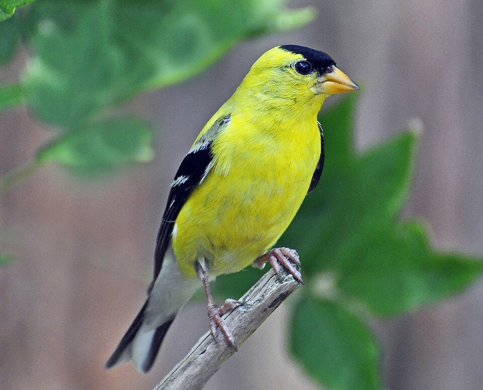 Eastern Goldfinch, the state bird of Iowa